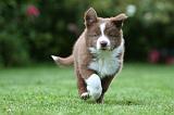 BORDER COLLIE 1248